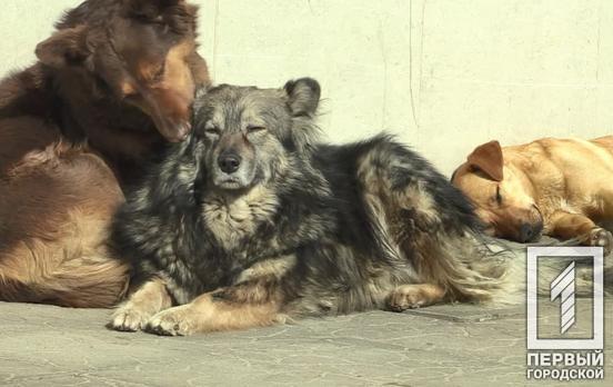 В Кривом Роге проходит регистрация волонтёров для подсчёта бездомных собак