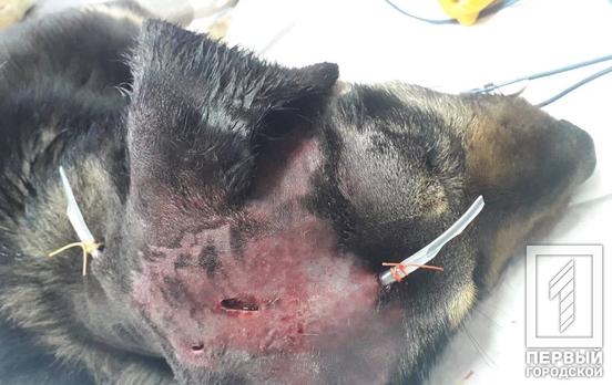 Волонтёры спасают пса, которого забил до полусмерти житель посёлка под Кривым Рогом (18+)