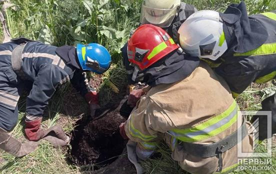 Спасатели Кривого Рога помогли телёнку выбраться из заброшенного колодца