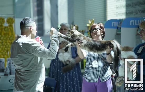 Пушистик весом девять килограммов: в Кривом Роге стартовала выставка кошек