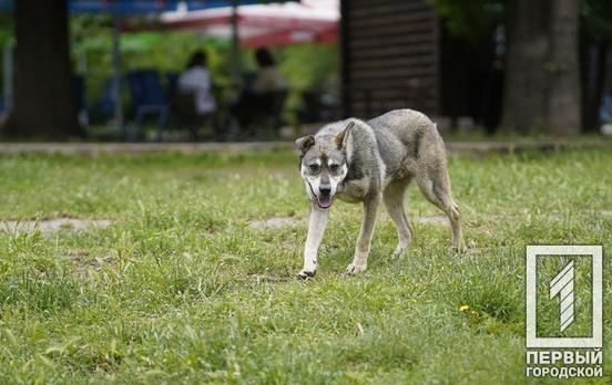 Провели подсчёт: в Кривом Роге за четыре года снизилось количество бездомных собак, – статистика