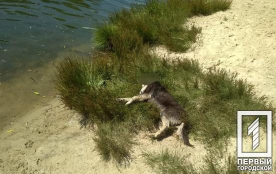 В одном из самых популярных парков Кривого Рога нашли несколько мёртвых собак, которых возможно отравили