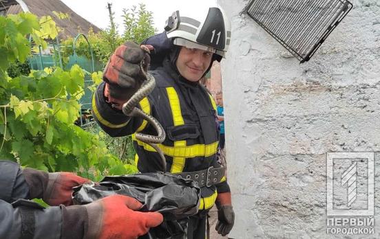 Спасатели Кривого Рога помогли местной жительнице, во двор которой пробрался уж