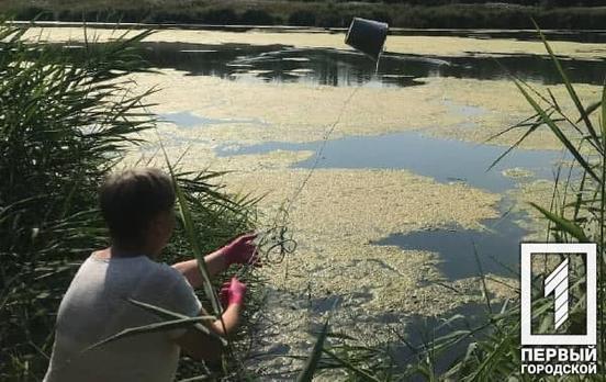 У двох водоймах Кривого Рогу екологи виявили «цвітіння» води