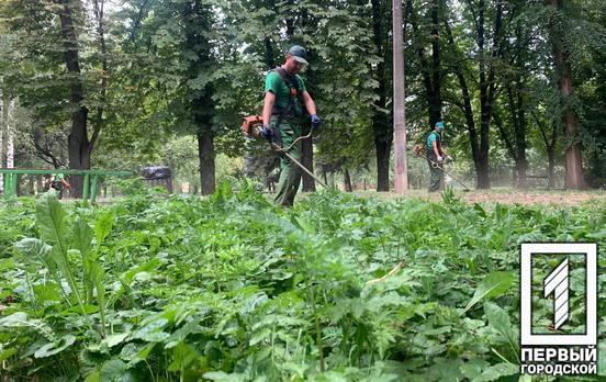 У трьох парках Центрально-Міського району Кривого Рогу ліквідували зарослі рослин-алергенів
