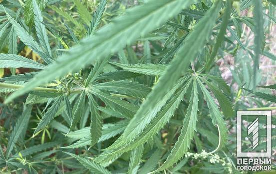 Заморожена, сушена та «свіжа»: у Кривому Розі під час обшуків у двох містянин виявили марихуану