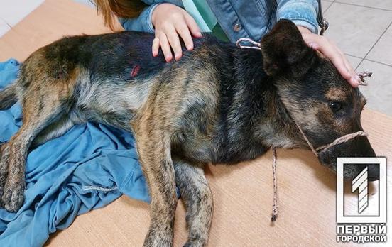 Избили и прострелили из пневматического оружия: жительница Кривого Рога просит помощи для спасения пса, над которым поиздевались люди