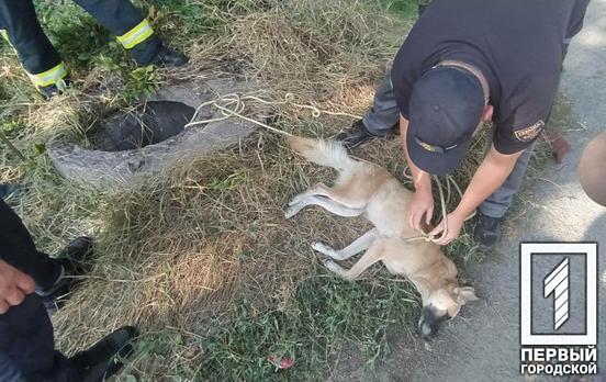 В Кривом Роге освободили собаку, которая провалилась в колодец