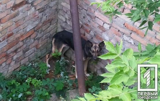 В Кривом Роге освободили собаку, которая упала в яму