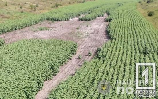 Операція «Мак»: на Дніпропетровщині правоохоронці вилучили більше 52 тисяч конопель, майже 700 рослин снодійного маку та 120 кілограмів канабісу