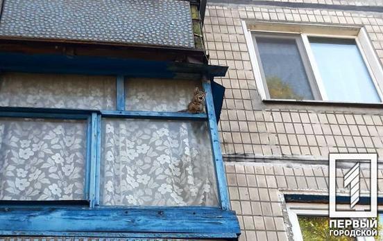 В Кривом Роге спасатели освободили котёнка, застрявшего в балконной раме