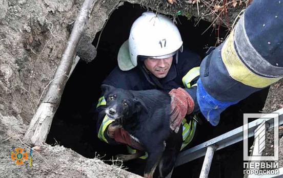 Рятувальники Кривого Рогу визволили з глибокої ями собаку та трьох цуценят