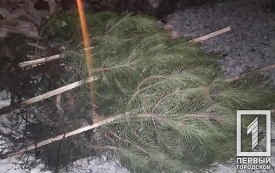 В Кривом Роге полицейские вернули школе похищенные деревья