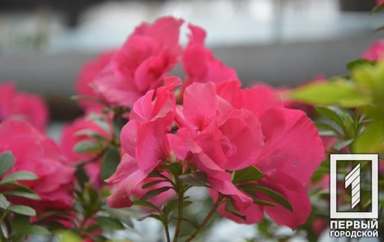Жители Кривого Рога могут насладиться изящными азалиями, расцветшими в оранжерее городского ботанического сада