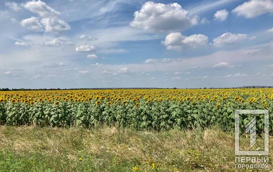 На Дніпропетровщині наразі засіяли 4 500 га пшениці й 100 га соняшника, – Дніпро ОДА