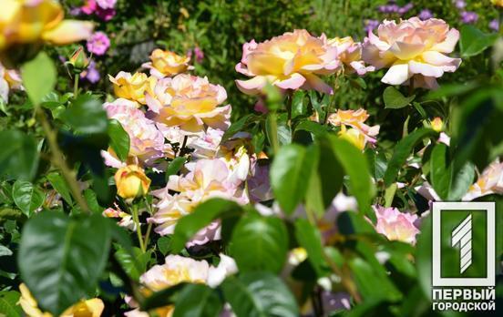 Мешканців Кривого Рогу запрошують насолодитись яскравим розмаїттям троянд, які розквітли у розарії міського ботанічного саду