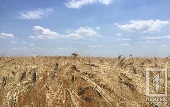 Аграрии в Украине уже собрали 6,5 млн тонн зерновых, - Минагрополитики