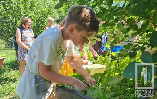 У Кривому Розі зібрали перший цього року врожай на «Міському городі» з дітьми-переселенцями