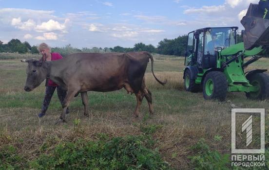 Рятувальники Криворізького району допомогли корові, яка потрапила у біду