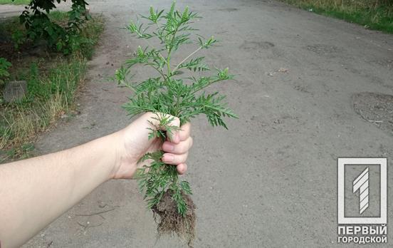 Растения-аллергены подлежат уничтожению: в Покровском районе Кривого Рога провели профилактический рейд
