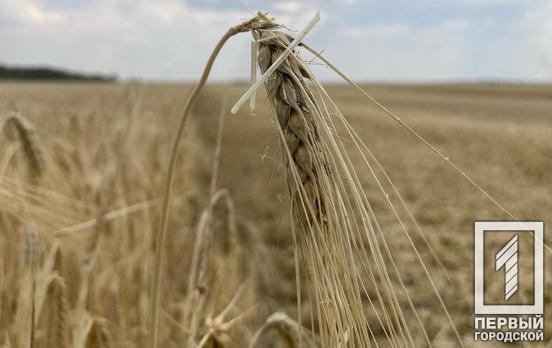 Пшеница, рожь и ячмень: в семи регионах Украины уже начали сеять озимые культуры