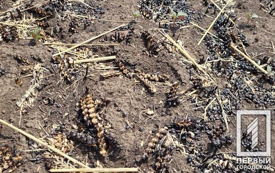 В этом году из-за войны с рф Украина потеряла до 10 миллионов тонн потенциального урожая