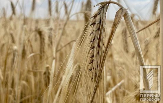 Более полусотни фиктивных компаний пытались незаконно вывезти украинское зерно