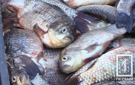 4,6 млн гривень збитків за місяць: наслідки незаконного вилову риби на Дніпропетровщині