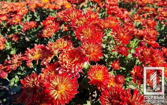 Криворожский ботанический сад приглашает на бал хризантем: когда можно посетить