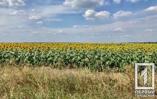 Олія, цукор та яйця: в Україні не передбачається дефіцит продовольства, а у листопаді очікується стабілізація цін, ‒ заява Мінагрополітики