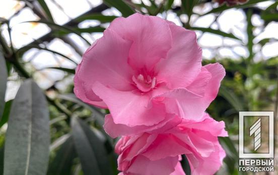 «Збережи красу»: у Криворізькому ботанічному саду започаткували благодійну акцію заради збереження оранжереї взимку