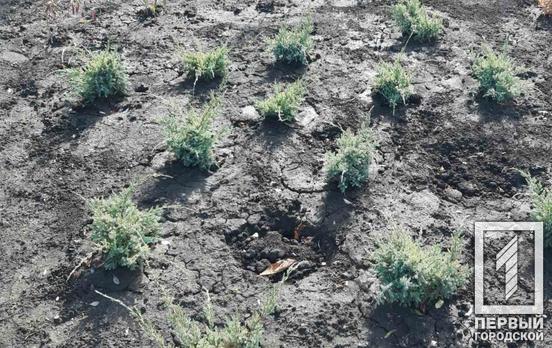 Заядлі «рослинолюби» вкрали 16 нещодавно висаджених кущів біля криворізького палацу культури «Тернівський»