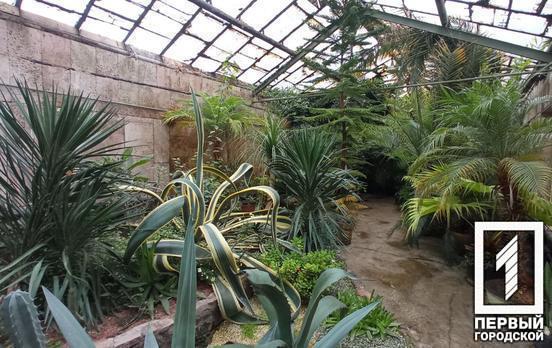 Зігріти квіти взимку: ботанічний сад Кривого Рогу проводить благодійний збір коштів на генератори та теплові гармати для рослин