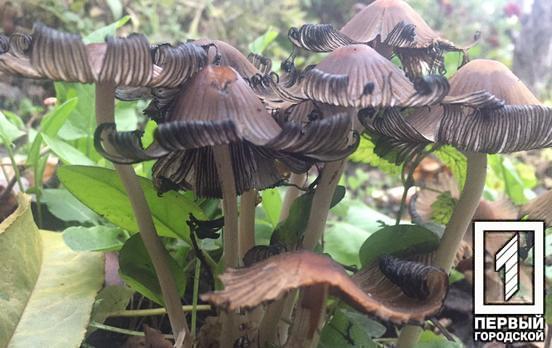 Трое детей отравились грибами на Криворожье