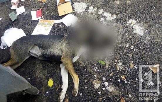 В Покровском районе Кривого Рога неизвестные отравили собак