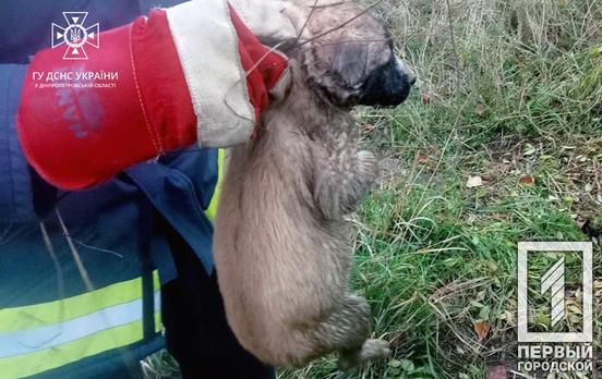 Криворожские чрезвычайники спасли щенка, упавшего в глубокий колодец