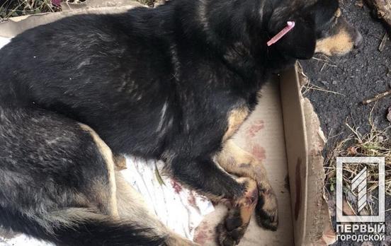В Кривом Роге неизвестные выбросили собаку из окна подъезда, животное спасают волонтеры