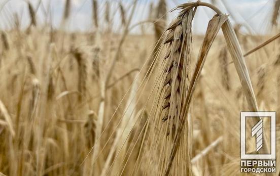 Українським фермерам планують видавати насіння в якості гуманітарної допомоги, – Мінагрополітики