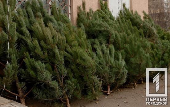 Где в Кривом Роге приобрести легальную новогоднюю елку