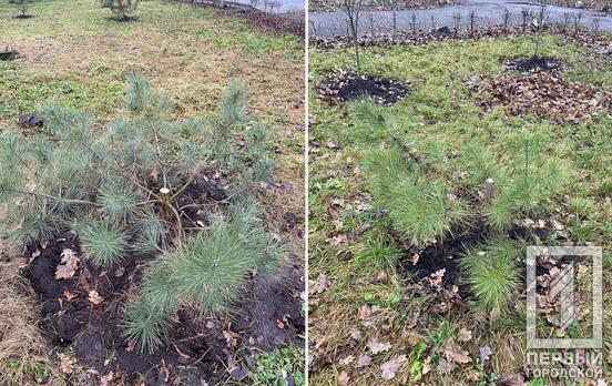 В одном из парков Кривого Рога вандалы спилили сосны