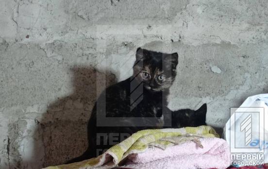 Мама, папа и трое котят: в Кривом Роге ищут любящих хозяев для кошачьей семьи, недавно эвакуированной из Никополя