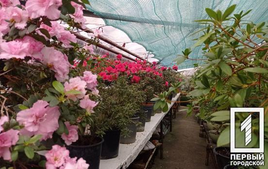 Мешканців Кривого Рогу запрошують відвідати міський ботанічний сад і насолодитися цвітінням витончених азалій та камелій