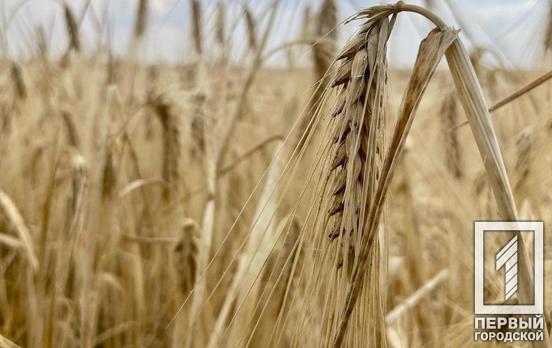 «Зерновая инициатива»: в январе этого года экспорт украинской агропродукции уменьшился на четверть из-за российских оккупантов, – Мининфраструктуры