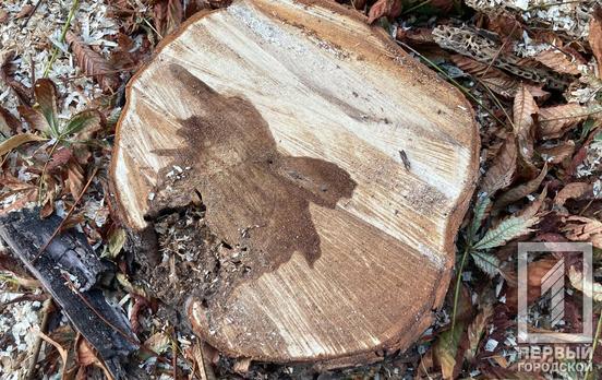 В Криворожском районе «черные» лесорубы уничтожили почти 2 000 деревьев на более чем 10 млн грн