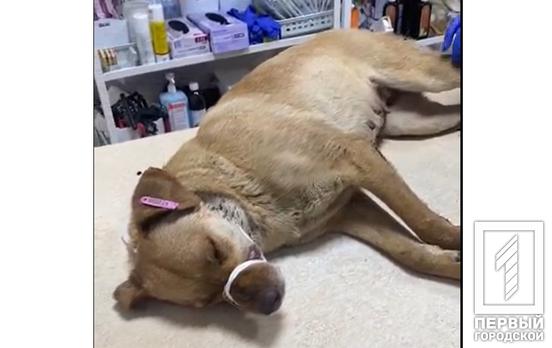 «Шансів 50/50»: у Кривому Розі потруїли вуличних собак, одну тварину волонтерам вдалося врятувати