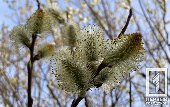 9 квітня в Україні відзначають Вербну неділю: традиції та обряди святкування