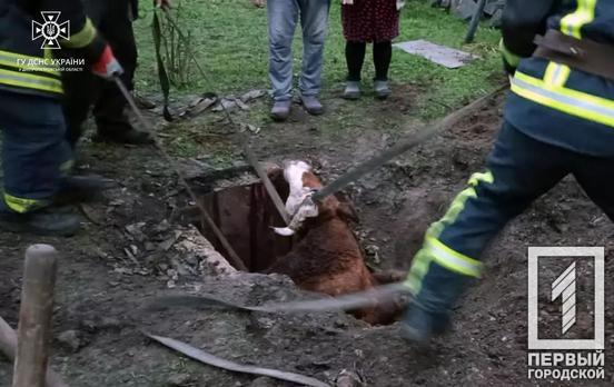 Криворізькі рятувальники визволяли корову зі смертельної пастки