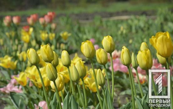 Тюльпанная феерия в ботаническом саду Кривого Рога: не пропустите яркие мгновения весны