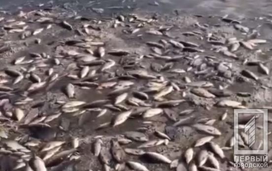 Сотни килограммов мертвой рыбы и миллионы гривен убытков: стали известны последствия масштабного мора рыбы под Марьянским после подрыва оккупантами ГЭС