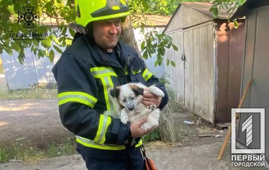 У Кривому Розі рятувальники визволяли двох цуценят, які втрапили в пастку